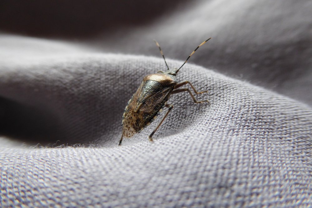bug on a grey piece of fabric