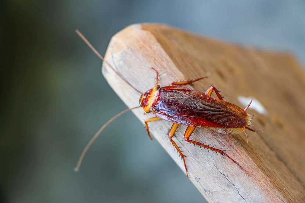 bug on a piece of wood