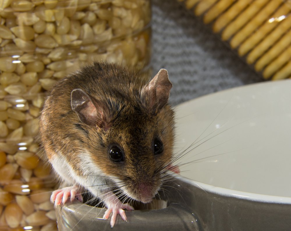 mouse on a coffee cup