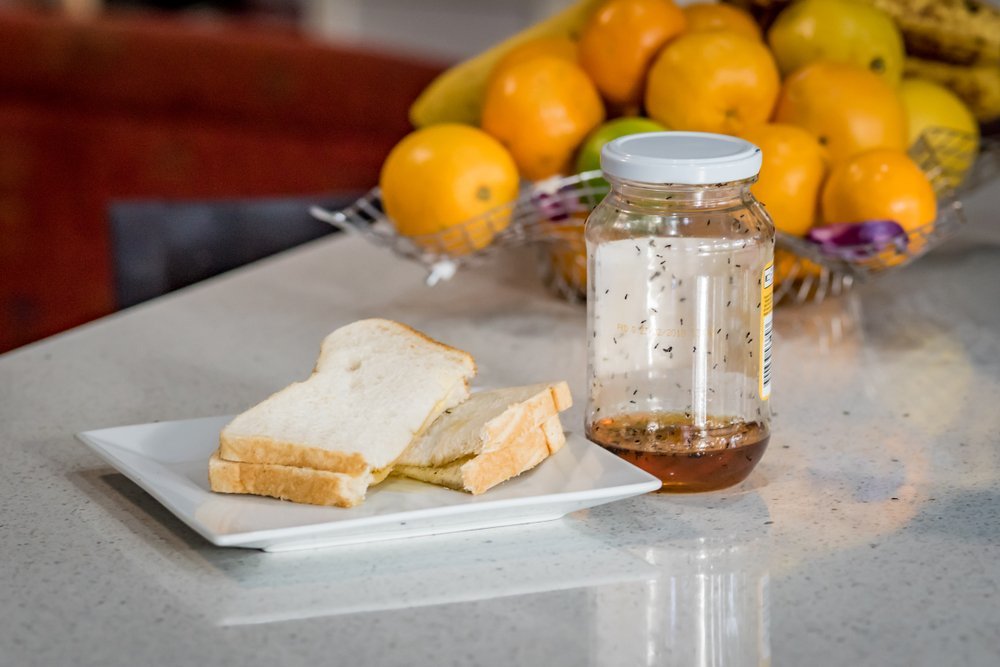 a jar of fruit flies on the countertop with oranges and a sandwich in the background