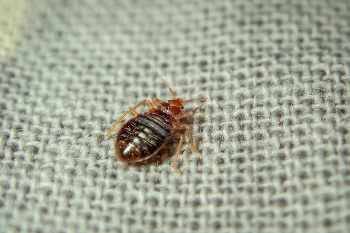 bug