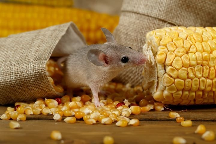 mouse eating corn