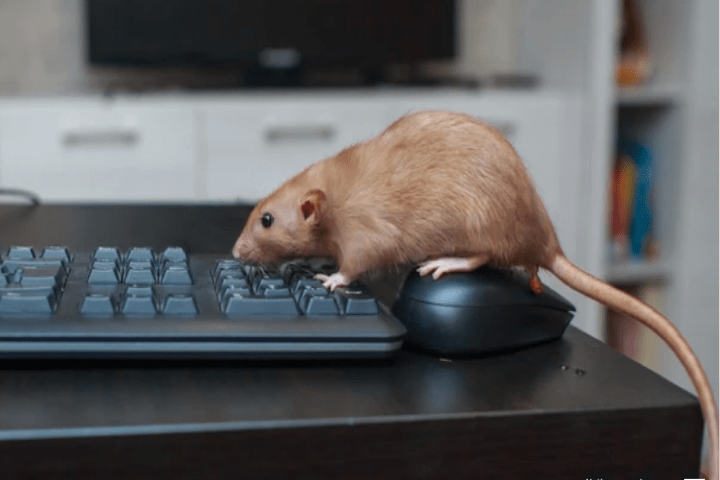 mouse on a keyboard