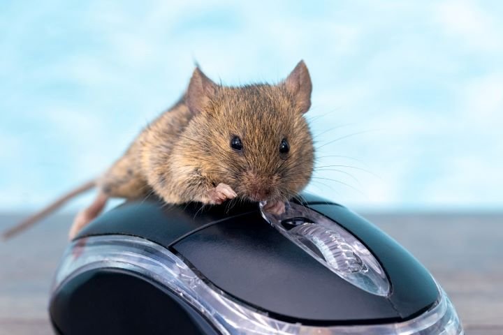 mouse on a computer mouse