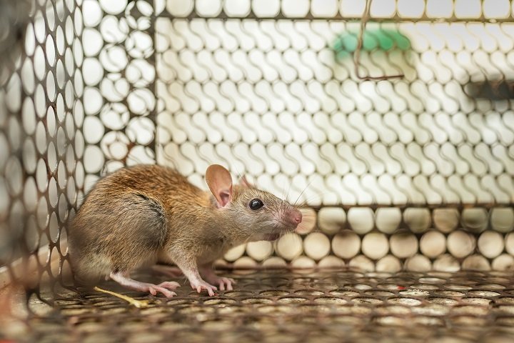 mouse in a trap
