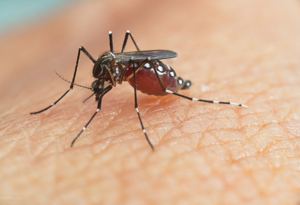 mosquito