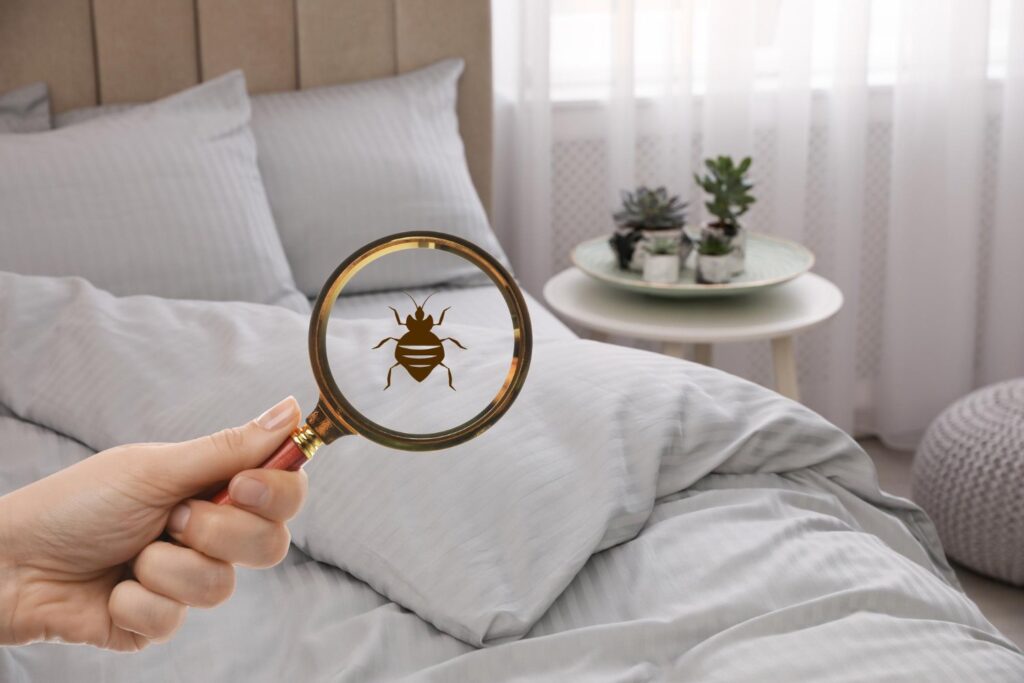 bed bugs