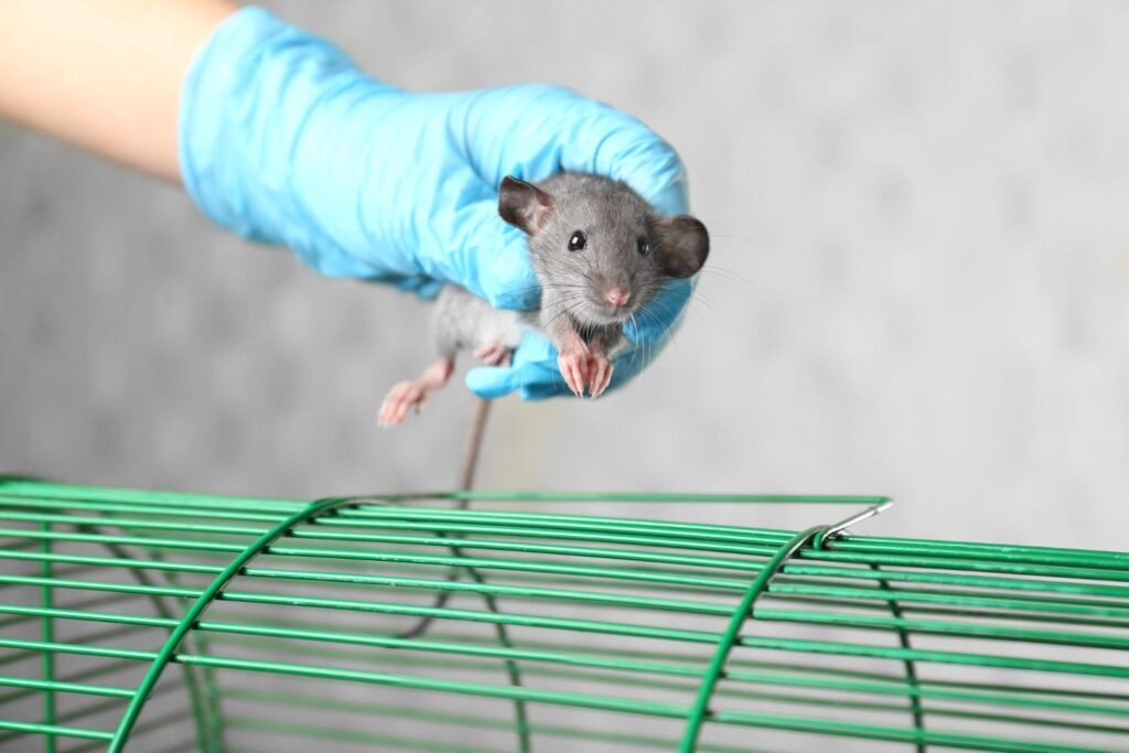 mouse being put into a green cage