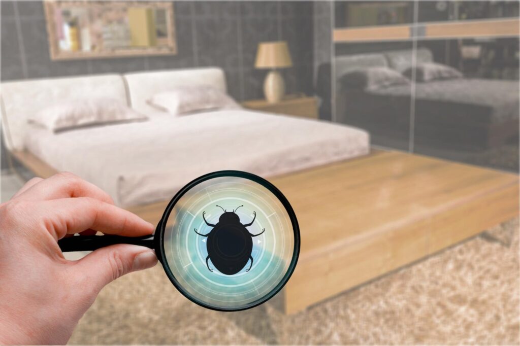 bed bugs