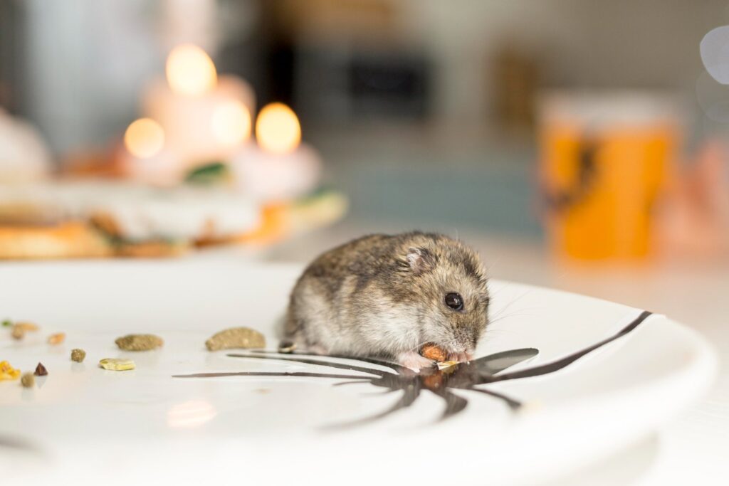 mouse eating food on a countertop